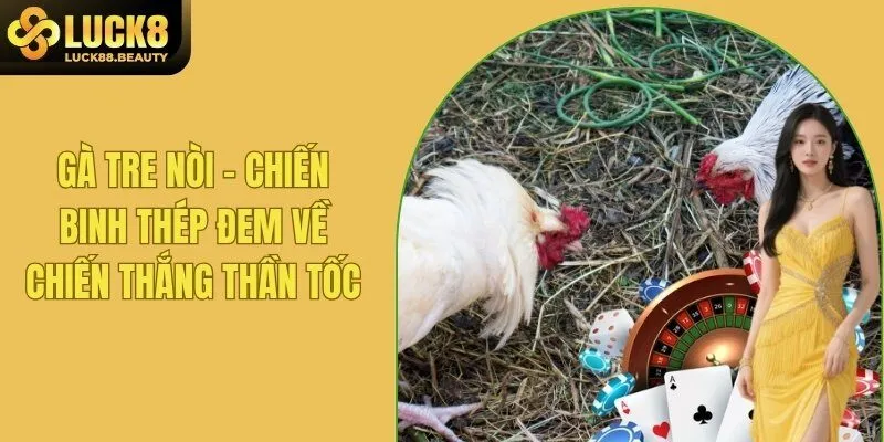 Gà Tre Nòi - Khám Phá Giống Gà Top 1 Tại Các Sàn Chiến
