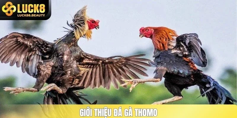 Giới thiệu đá gà Thomo