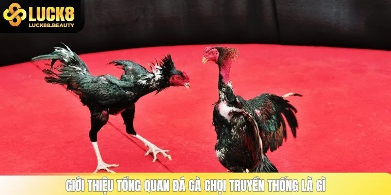 Giới thiệu tổng quan đá gà chọi truyền thống là gì