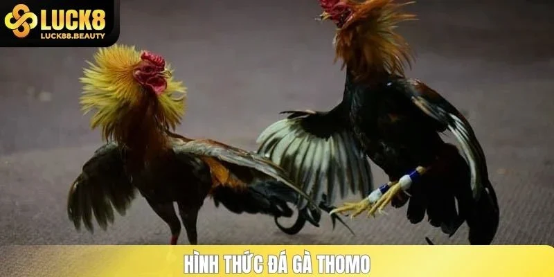 Hình thức đá gà Thomo