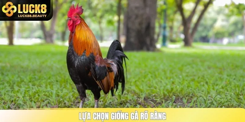 Lựa chọn giống gà rõ ràng