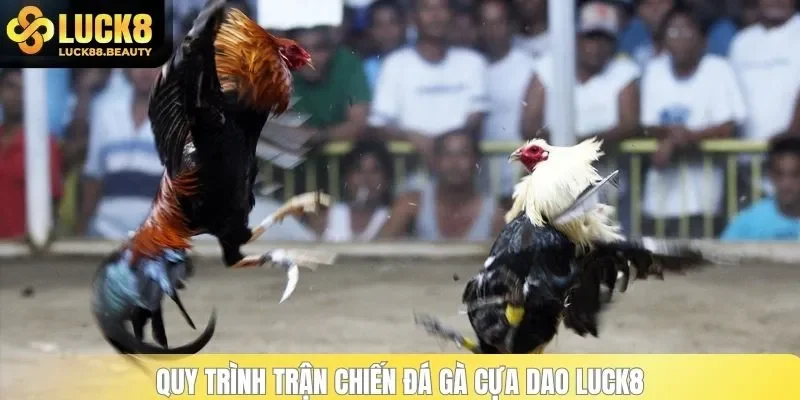 Quy trình trận chiến đá gà cựa dao LUCK8