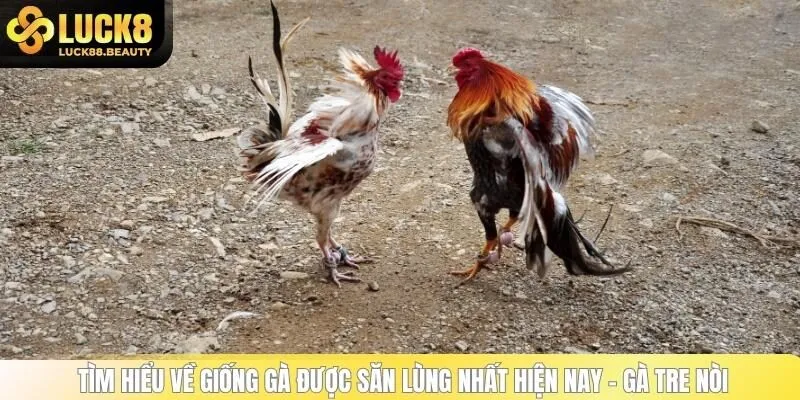  Tìm hiểu về giống gà được săn lùng nhất hiện nay - Gà tre nòi